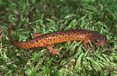 Pseudotriton montanus montanus