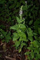 Stachys alabamica