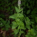 Stachys alabamica - Photo (c) Brian Finzel, some rights reserved (CC BY-SA), uploaded by Brian Finzel