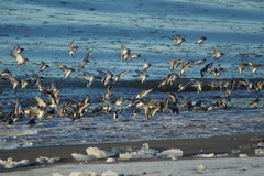 Calidris ptilocnemis