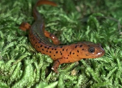 Pseudotriton montanus montanus