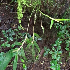 Epidendrum laucheanum
