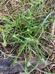 Cyperus hortensis