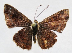 Calephelis argyrodines