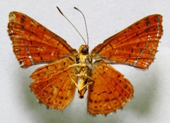 Calephelis argyrodines