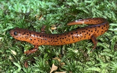 Pseudotriton montanus montanus