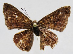 Calephelis argyrodines