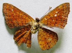 Calephelis argyrodines