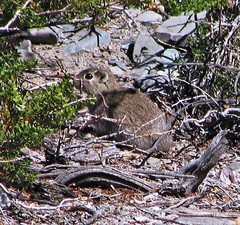 Microcavia australis