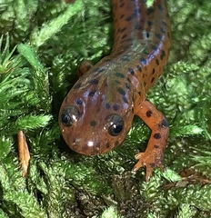 Pseudotriton montanus montanus