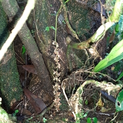 Epidendrum laucheanum