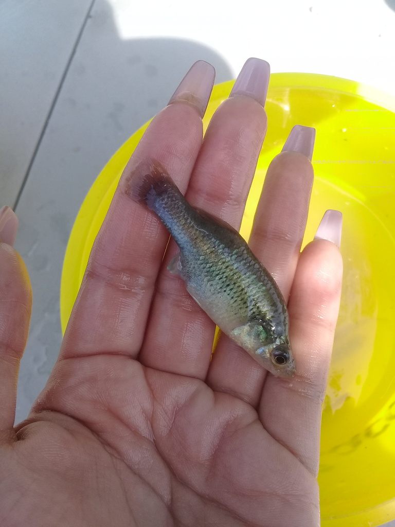 Black Splitfin
