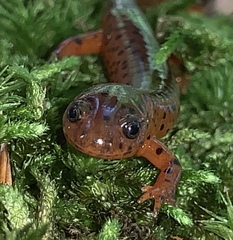 Pseudotriton montanus montanus