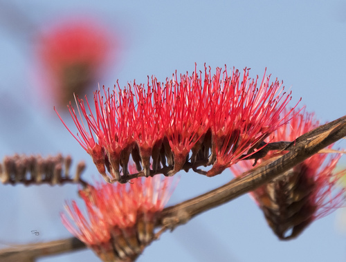 Combretum purpureiflorum (Combretum purpureiflorum)