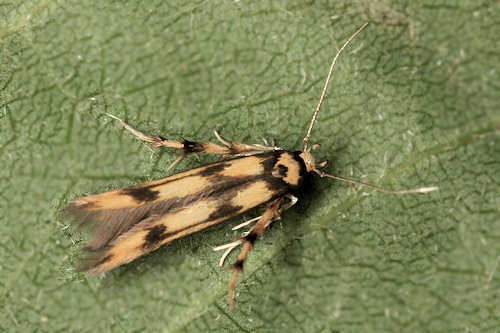 Alksninė margoji kandis nuotrauka