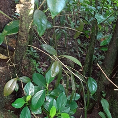 Epidendrum laucheanum