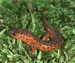Pseudotriton montanus montanus