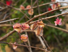 Combretum purpureiflorum