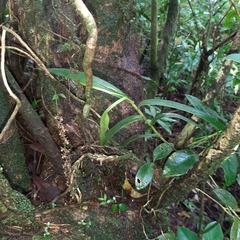 Epidendrum laucheanum