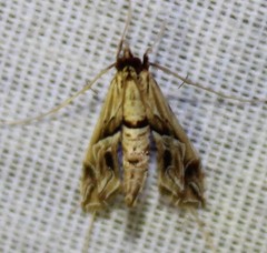 Lineodes fontella