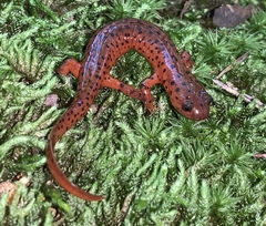 Pseudotriton montanus montanus