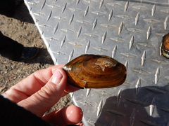 Anodonta nuttalliana