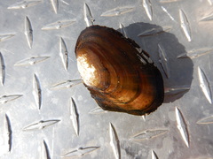 Anodonta nuttalliana