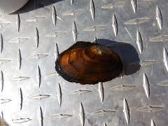 Anodonta nuttalliana