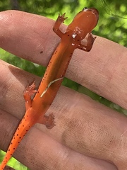 Pseudotriton montanus montanus