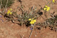 Goodenia fascicularis