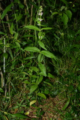 Stachys appalachiana