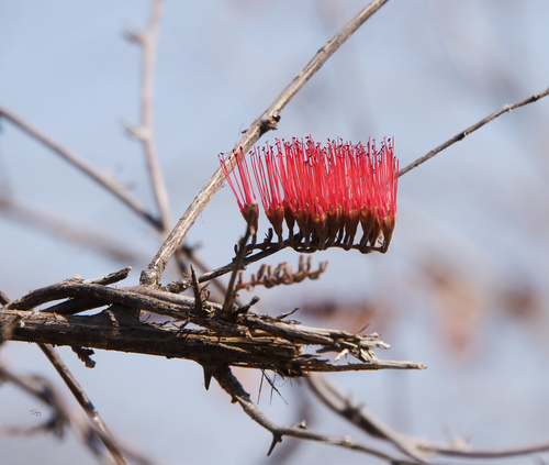 Combretum purpureiflorum (Combretum purpureiflorum)