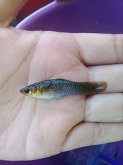 Poecilia sphenops