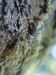 Drapetisca alteranda