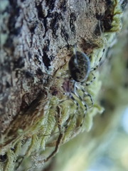 Drapetisca alteranda