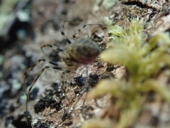 Drapetisca alteranda