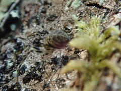 Drapetisca alteranda