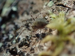 Drapetisca alteranda