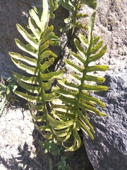 Phlebodium araneosum