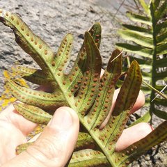 Phlebodium araneosum