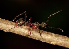Dolichoderus attelaboides