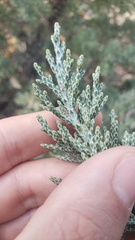 Juniperus grandis