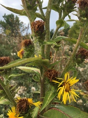 Inula