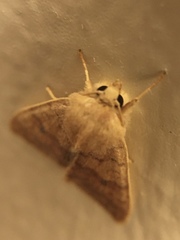 Xylenini