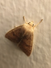 Xylenini