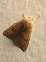 Xylenini