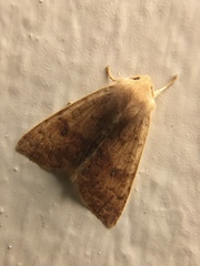 Xylenini