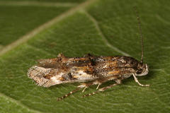 Mompha miscella