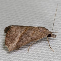 Hypena degesalis