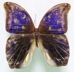 Eryphanis lycomedon